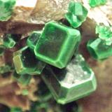 Torbernita, Vimianzo. Cristales de 4 mm (Autor: usoz)