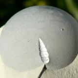 Ópalo (variedad menilito)Opal outcrop, Camarillas reservoir, Agramón, Hellín, Comarca Campos de Hellín, Albacete, Castilla-La Mancha, SpainDiámetro: 1,5 cm. Fósil: 5 mm. (Autor: nerofis2)