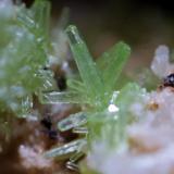 Piromorfita<br />Mina Nieves, Monte Dobra, Viérnoles, Torrelavega, Comarca Besaya, Cantabria, España<br />4 mm.<br /> (Autor: usoz)