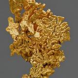 Crystallized Gold
Colorado Gold Quartz Mine 
Mariposa County California
Specimen size 5.2 x 2.4 cm (Author: am mizunaka)