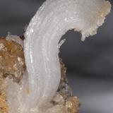 Gypsum with Calcite
Pfeil mine, Karnes Uranium District, Karnes Co., Texas, USA
Specimen size: 7.0 cm X 7.4 cm.
Crystal size: 3.6 cm.

Ramshorn gypsum (selenite) crystal 3.6 cm on bed of calcite rhombohedrons. Specimen is 7.0 cm X 7.4 cm. Crystals are formed inside concretions. Calcite fluoresces pink under short wave UV light. Self collected. (Author: Paul Bordovsky)