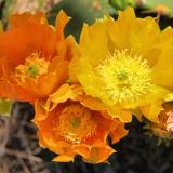 The prickly pear cactus was blooming at the edge of the Sickenius mine. (Author: Paul Bordovsky)