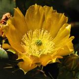 The prickly pear cactus was blooming at the edge of the Sickenius mine. (Author: Paul Bordovsky)