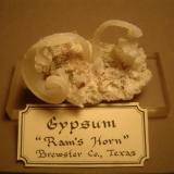 Gypsum
Mariposa Mine, California Hill, Terlingua Mercury District, Brewster County, Texas, USA
6.2 cm X 5 cm.

Same locality.  I have displayed this double ram’s horn at shows and in competition for years.  Specimen is 6.2 cm X 5 cm. (Author: Ed Huskinson)