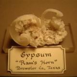 Gypsum
Mariposa Mine, California Hill, Terlingua Mercury District, Brewster County, Texas, USA
6.2 cm X 5 cm.

Same locality.  I have displayed this double ram&rsquo;s horn at shows and in competition for years.  Specimen is 6.2 cm X 5 cm. (Author: Ed Huskinson)