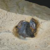 Goethita Pseudomórfica de Pirita con matriz (detalle) - Sant Julià de Ramis, Gironès, Girona, Catalunya, España
Medidas: 8x4x2,5 cms (Autor: Joan Martinez Bruguera)