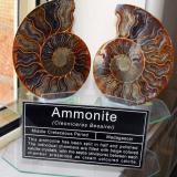 Ammonite. Middle Cretaceous Period. Madagascar. 11 x 11 x 1.5cm (Author: Samuel)