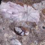 Aragonito (cristales dentro de piedra volcánica) (detalle) - Pedrera Guixeras, Can Suria, Maçanet de la Selva, La Selva, Girona, Catalunya, España
Medidas: 7x5x4 cms (Autor: Joan Martinez Bruguera)