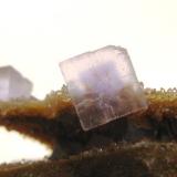 Fluorita sobre Cuarzo.
Corta San Lino.
Caravia.
Tamaño cristal mayor:7x7 mm. (Autor: Jose Luis Otero)