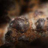 detalle goetita limonita.jpg (Autor: canada)