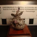 Amatista en drusa
Las Vigas, Veracruz, México. 
Dimensiones: 2 x 1.3 x 3.8 cm cristal mayor 1.7 x 0,3 cm (Autor: Oxyumaurus)
