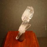Cuarzo cetro
Las Vigas, Veracruz, México. 
Dimensiones 2,6 x 0,4 cm; el cristal de la región apical mide 1,2 x 0,8 cm. (Autor: Oxyumaurus)