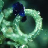 Azurite on Malachite
Flambeau Mine, Ladysmith, Rusk County, Wisconsin, USA
FOV 6 mm
Self Collected
Dan Behnke Photo and specimen (Author: Jonesey)