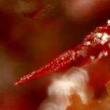 Twisted crystal of cinnabar (~1 mm) in matrix; exposed from enclosing calcite. Huron River Uranium Prospect, Baraga Co., MI. (Author: John Jaszczak)