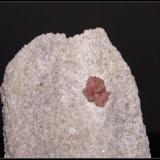 ESPINELA ROSA - Sierra de Mijas - Mijas - Málaga - 6cm x 4.5cm (Autor: Mijeño)