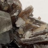 Bertrandita, Fluorapatito y Mica ( Detalle de la Bertrandita ) - 
Minas da Panasqueira - Barroca Grande - Covilha - Castelo Branco - Portugal - 
3,7 x 2,0 x 1,9 cm - (Autor: Martí Rafel)