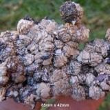 6 Kalahari manganese fields olmiite crystal cluster-south africa.jpg (Author: Anton Potgieter)