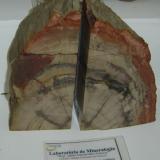 Driftwood (madera petrificada) Protoconifera. Cada parte con cerca de 16 x 10x 4,8 cm. Filadélfia, Tocantins-Brasil. (Autor: Anisio Claudio)