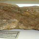 Driftwood (madera petrificada). (37x12x12 cm). Filadélfia, Tocantins-Brasil. (Autor: Anisio Claudio)