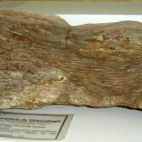 Driftwood (madera petrificada). (37x12x12 cm). Filadélfia, Tocantins-Brasil. (Autor: Anisio Claudio)