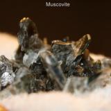 Muscovite #1G.jpg (Author: Bruce Sevier)