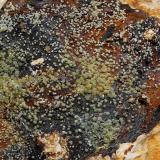 PiromorfitaLa Montañesa Mine, Navalagamella, Comarca Sierra Oeste de Madrid, Community of Madrid, Spain11 x 8 cm (Autor: juan manuel del valle)