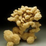 Calcite after coral<br />Key Largo (Cayo Largo), Florida Keys Archipelago, Monroe County, Florida, USA<br />12 cm. high<br /> (Author: Jordi Fabre)