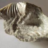 CalcitaTorremocha del Campo, Comarca Sierra Norte de Guadalajara, Guadalajara, Castilla-La Mancha, Spain3 x 3 cm. (Autor: javier ruiz martin)