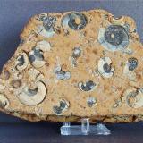 Fossil Plate Caton Moor, 20 x 15 cm&rsquo;s. (Author: nurbo)