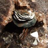 Specularite with Quartz on Hematite.
West Cumberland Iron Ore Fields. Same ore body that is worked at the Florence Mine though this is from an unnamed mine several miles from that site. The ore body that was worked at Florence had over 400 mines and pits dug into it and this is from one of those.
Hematite measures 5mm across the top (Author: nurbo)