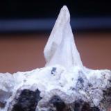 diametro de la base del colmillo 1,7cm (Autor: Pogo)