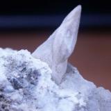 el colmillo entero mide 3 cm (Autor: Pogo)
