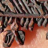 Cobre
Mina Itauz, Dzezkazgan, Kazajstán.
3,5x1,2 cm (Autor: nerofis2)