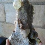 Calcita sobre cuarzo
Mina Nieves, Viérnoles, Cantabria, España
24 cm x 12 cm cristal mayor 55 mm
Parte posterior de la pieza (Autor: PabloR)