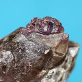 Fluorita sobre cuarzo ahumado
Cantera Cillarga 2668, Ponteareas, Pontevedra, Galicia
3mm x 2mm x 1,5mm la fluorita (Autor: Javier MC)