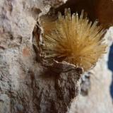 AragonitoLa Serna Quarry (La Tinaja Quarry), La Serna, Pantoja, Comarca La Sagra, Toledo, Castilla-La Mancha, Spain3 x 2 cm. el Aragonito (Autor: javier ruiz martin)