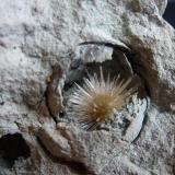 AragonitoLa Serna Quarry (La Tinaja Quarry), La Serna, Pantoja, Comarca La Sagra, Toledo, Castilla-La Mancha, Spain2 cm. de diámetro (Autor: javier ruiz martin)