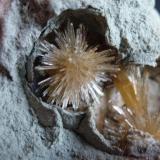 AragonitoLa Serna Quarry (La Tinaja Quarry), La Serna, Pantoja, Comarca La Sagra, Toledo, Castilla-La Mancha, Spain1,5 cm. de diametro cada Aragonito (Autor: javier ruiz martin)