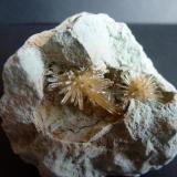 AragonitoLa Serna Quarry (La Tinaja Quarry), La Serna, Pantoja, Comarca La Sagra, Toledo, Castilla-La Mancha, Spain1,5 cm. de diámetro cada Aragonito (Autor: javier ruiz martin)