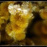 Cacoxenite
Fumade, Castelnau-de-Brassac, Tarn, Midi-Pyrénées, France
FOV = 1.1 mm (Author: ploum)