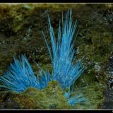 Cyanotrichite
Cap Garonne Mine, Le Pradet, Var, France
fov 3 mm (Author: ploum)