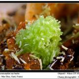 Pyromorphite on Barite
Mas Dieu, Gard, France
fov 3 mm (Author: ploum)