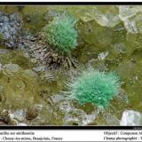 Agardite on smithsonite
Chessy-les-mines, Beaujolais, France
fov 3 mm (Author: ploum)