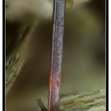 Rutile and muscovite
Formazza valley, Piedmont, Italy
fov 2 mm (Author: ploum)