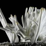 Aragonite var. Flos Ferri
Trompia Valley, Brescia Province, Lombardy, Italy
52.43 mm group of white Aragonite crystals (Author: Matteo_Chinellato)