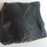 Pizarra con GraptolitesEl Muyo, Riaza, Comarca Tierras de Riaza, Segovia, Castile and León, Spain5 x 3 cm. (Autor: javier ruiz martin)