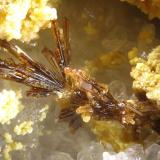 Kinichilita
Mina Bambolla, Moctezuma, México
fov 2.5 mm (Autor: Rewitzer Christian)