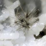 Millerite
Ca&rsquo; dei Ladri (Silla), Gaggio Montano, Bologna Province, Emilia-Romagna, Italy
Very nice 2.17 mm group of Millerite tuft (Author: Matteo_Chinellato)