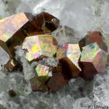 Pyrite
Artana quarry, Carrara, Apuan Alps, Massa-Carrara Province, Tuscany, Italy
1.62 mm group of iridescent Pyrite crystals (Author: Matteo_Chinellato)