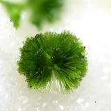 Olivenite from Clara Mine, Black Forest, Germany.
Field of view: 1.6 mm (Author: Rewitzer Christian)
